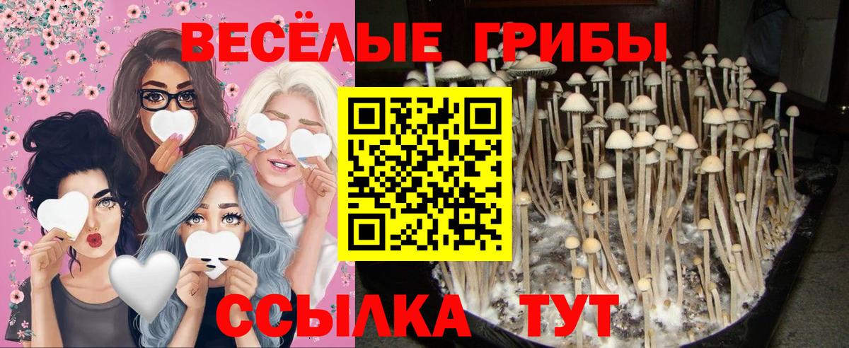 Псилоцибиновые грибы Magic Shrooms  Вход с VPN  Нерюнгри 